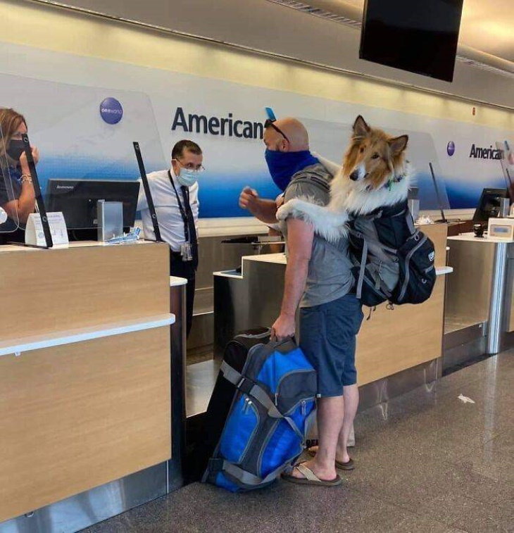 Funny Animals dog in a backpack