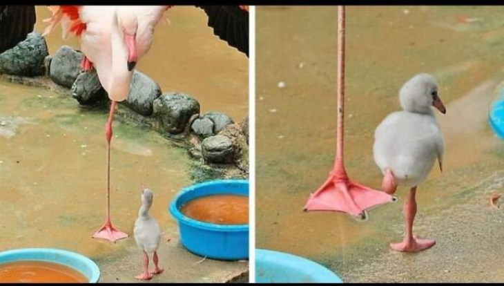 Funny Animals flamingo baby