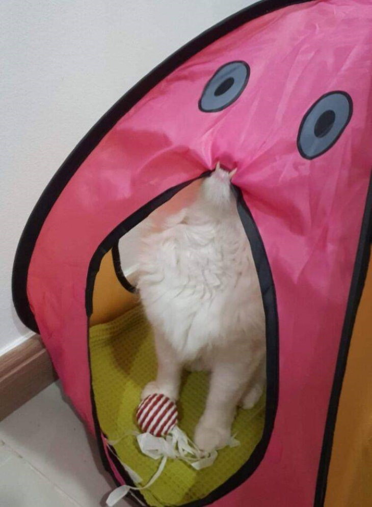 Funny Animals cat biting a tent