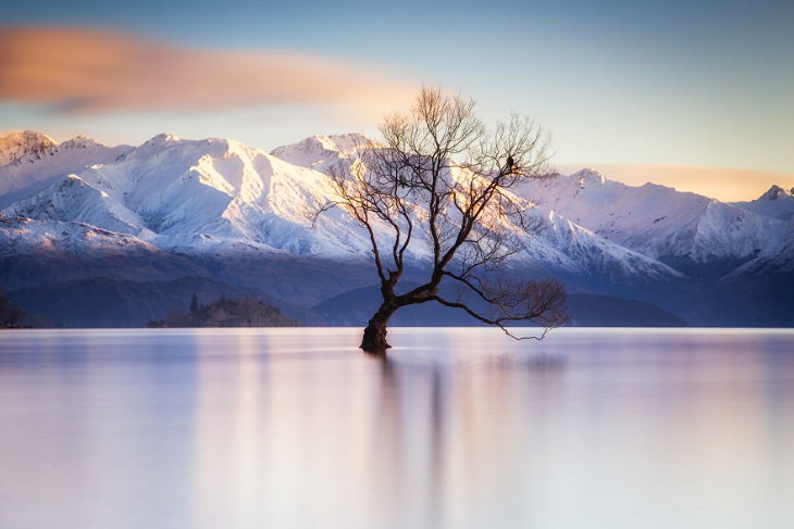 Scenic Mountain Landscapes by Marta Kulesza and Jack Bolshaw That Wanaka Tree, New Zealand