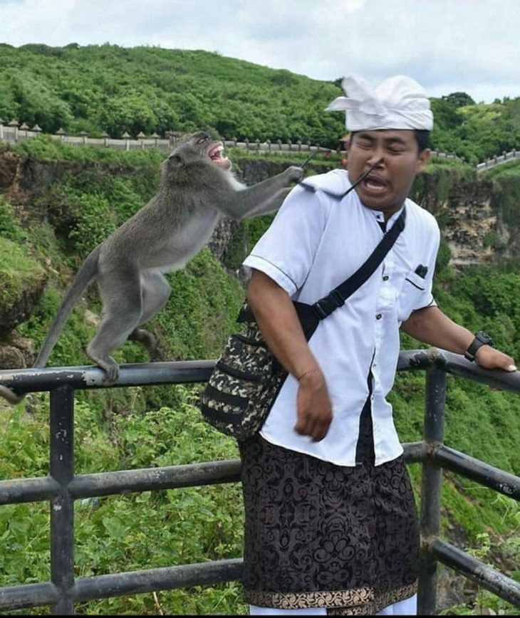 Seconds Before Disaster, monkey