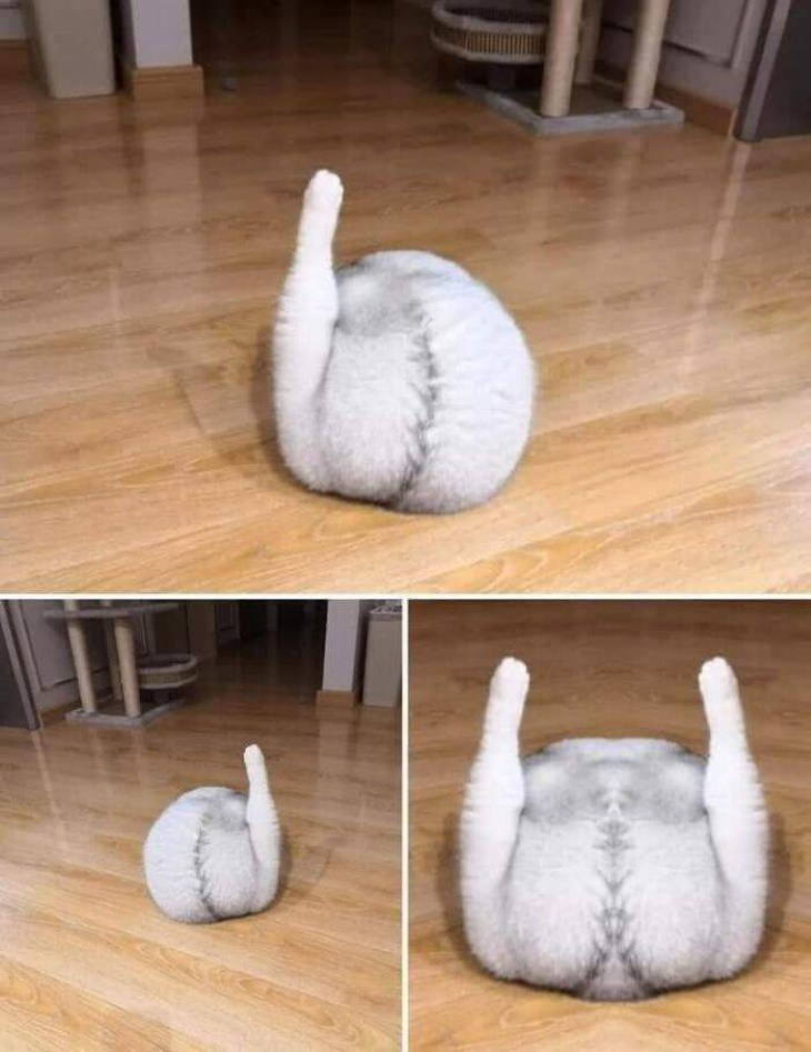 Funny Animals cat in a funny position