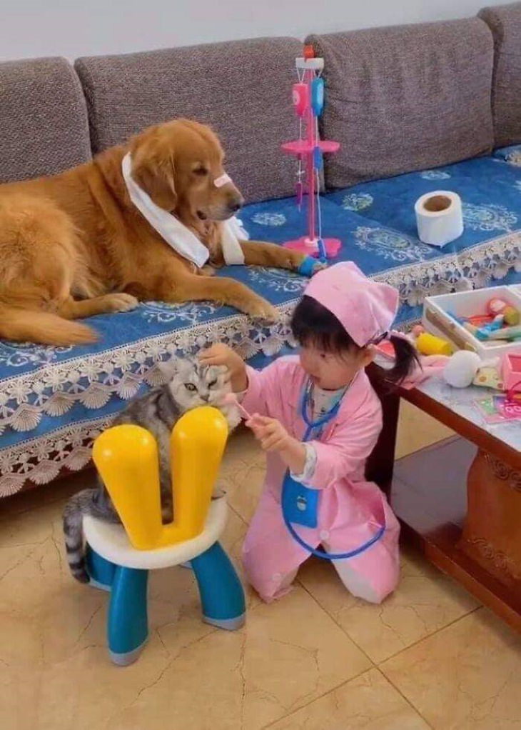 Funny Animals playing doctor