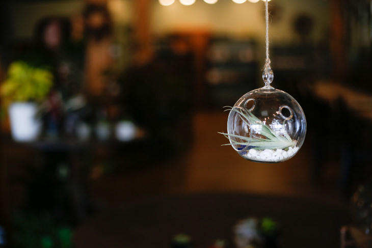 Air Plant in a hanging terrarium 