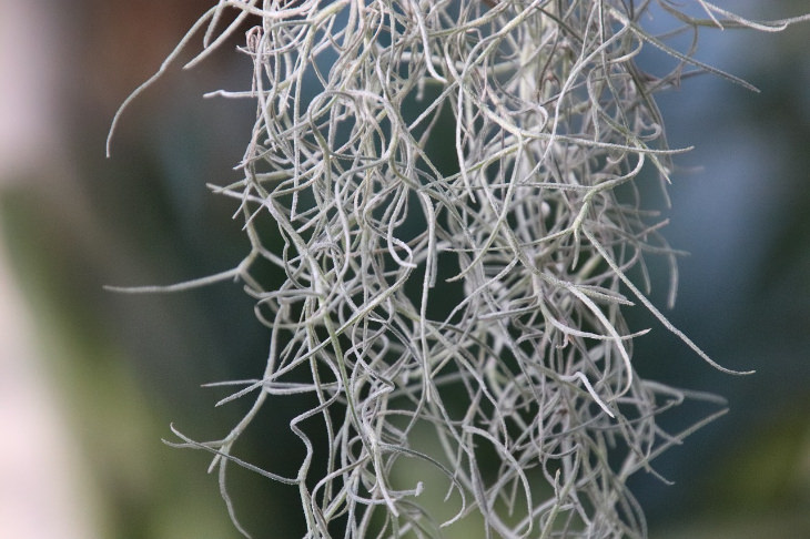 Air Plants