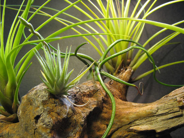 Air Plants on driftwood 