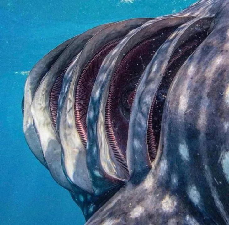   Imágenes Asombrosas De La Naturaleza Un primer plano de las branquias de un tiburón ballena