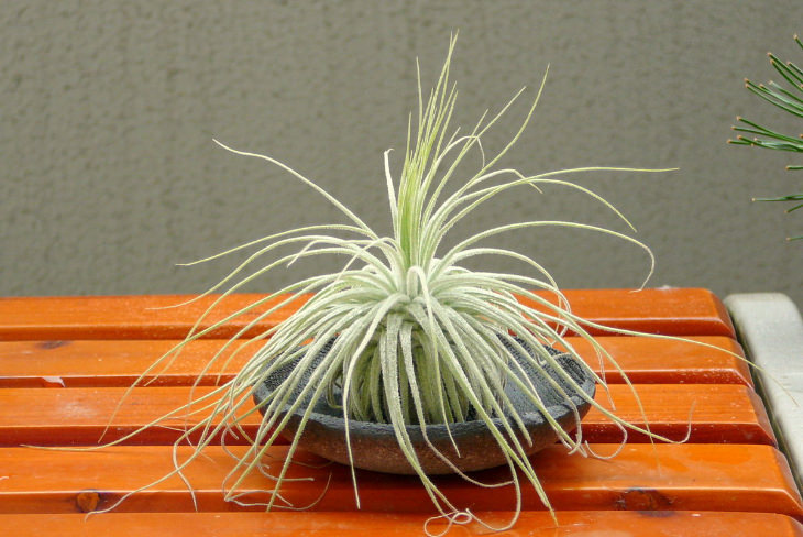 Air Plants in a metallic 