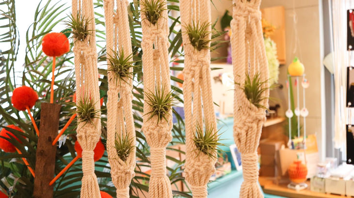 Air Plants in macrame