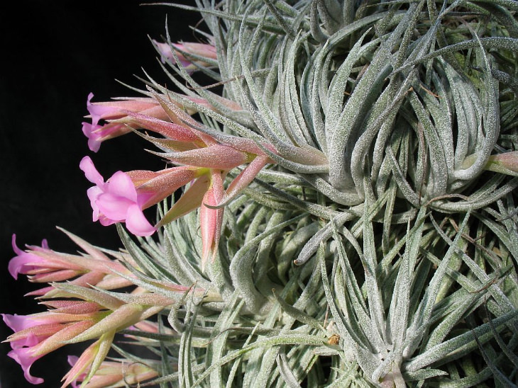 Air Plants blooming