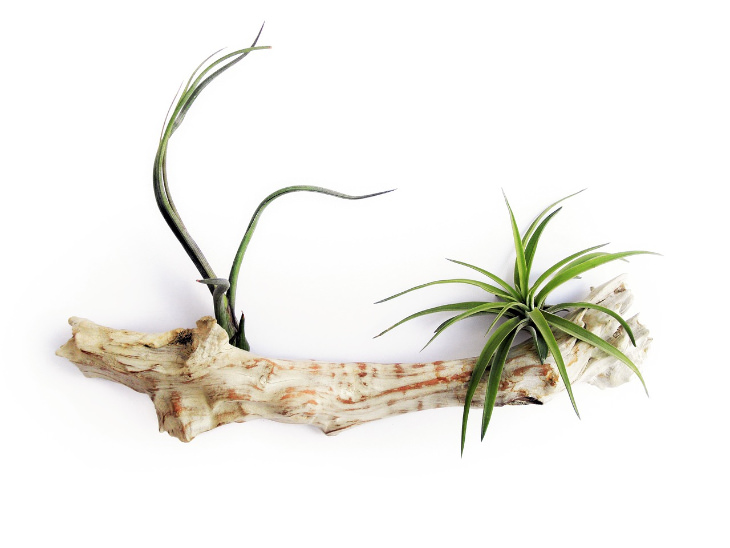  Air Plants on drift wood