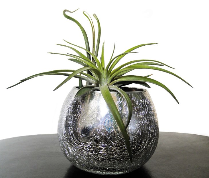 Air Plants in a metallic bowl