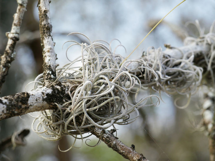  Air Plants