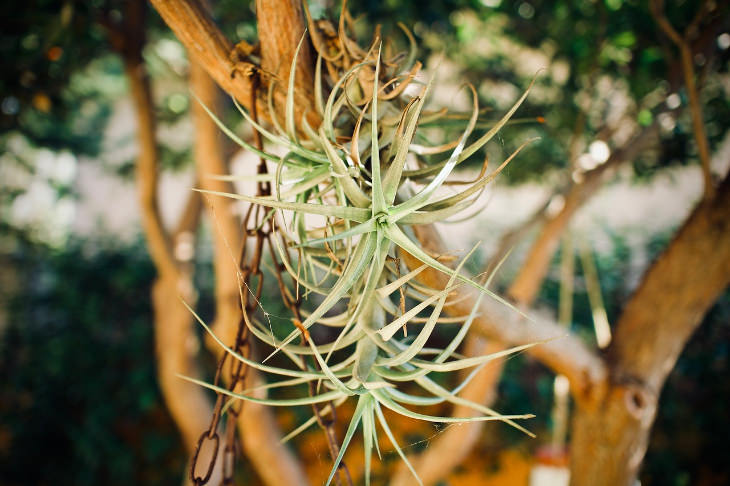  Air Plants