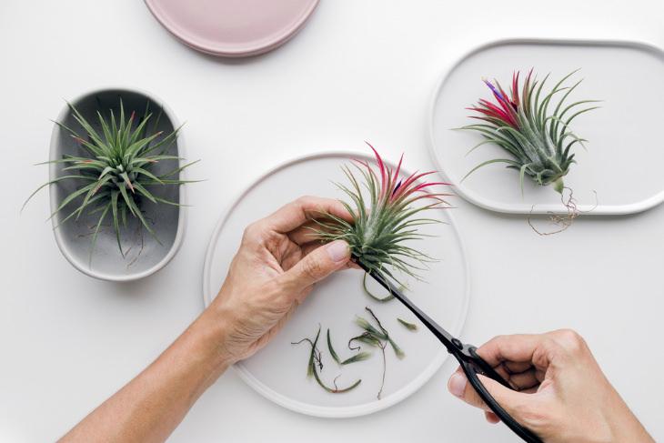 Guide to Air Plants