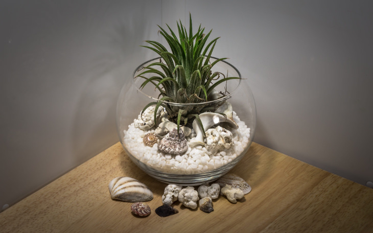 Air Plants in a terrarium bowl