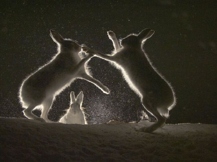 Wildart Photo Contest, mountain hares