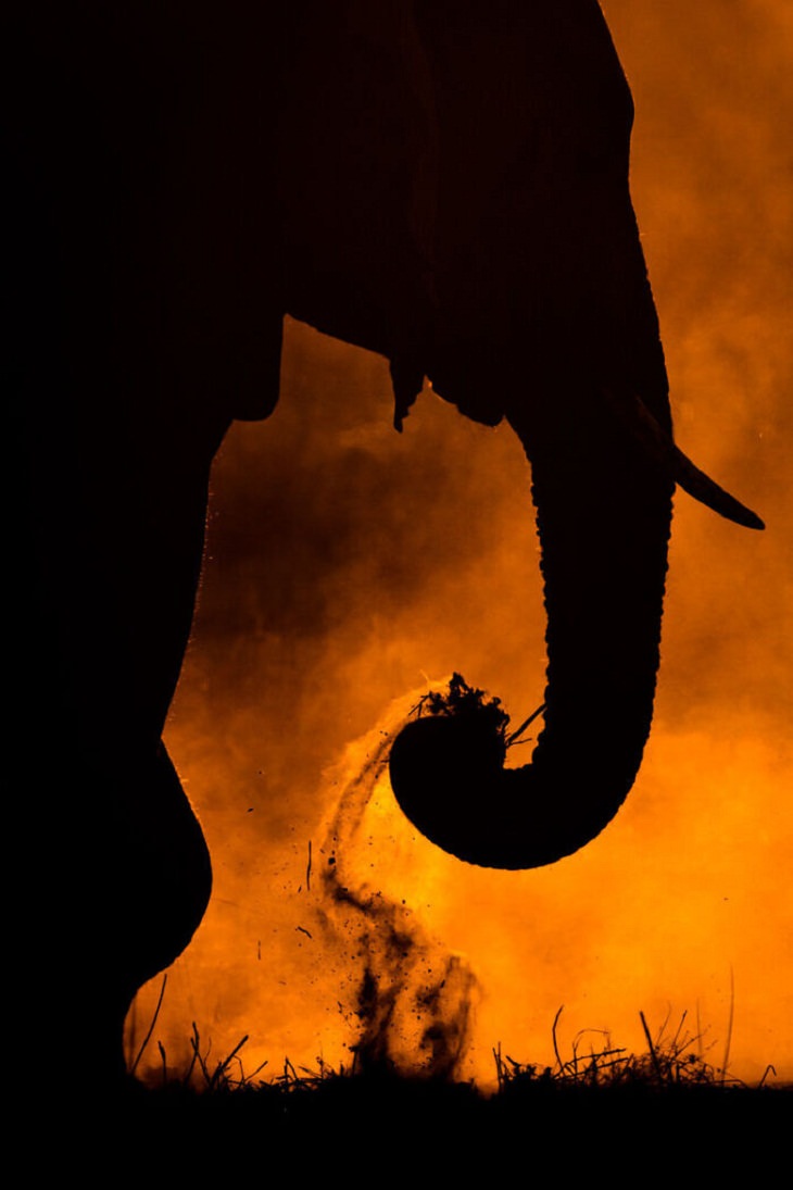 Wildart Photo Contest, elephant