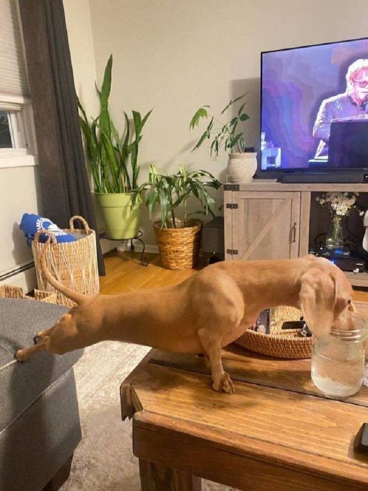 Funny & Cute Animal Pics, dog, workout