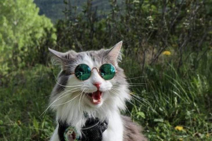 Funny & Cute Animal Pics, cat, sunglasses