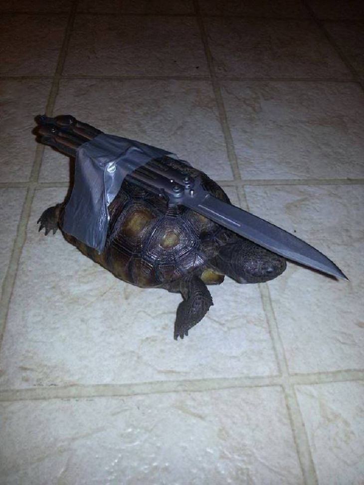 Funny & Cute Animal Pics, turtle