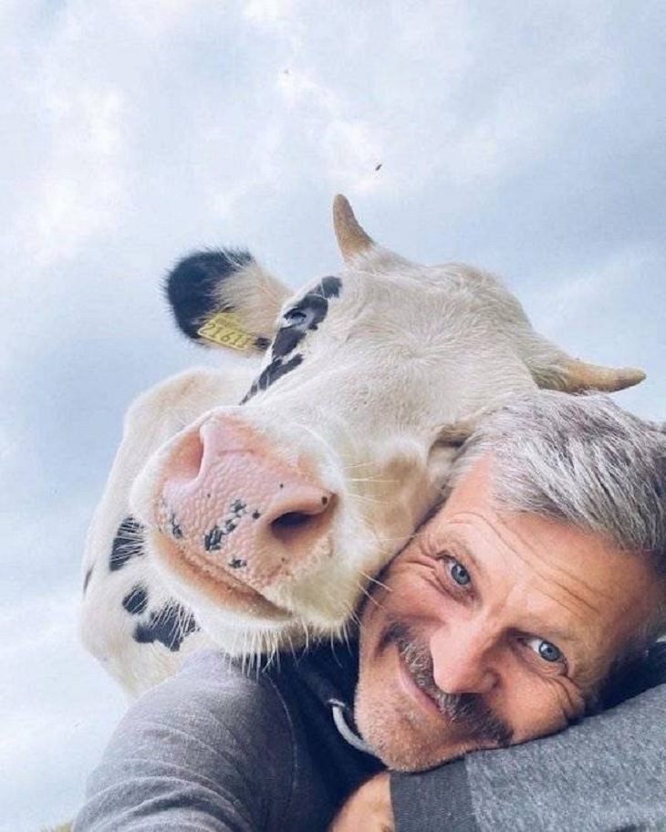 Funny & Cute Animal Pics, cow selfie