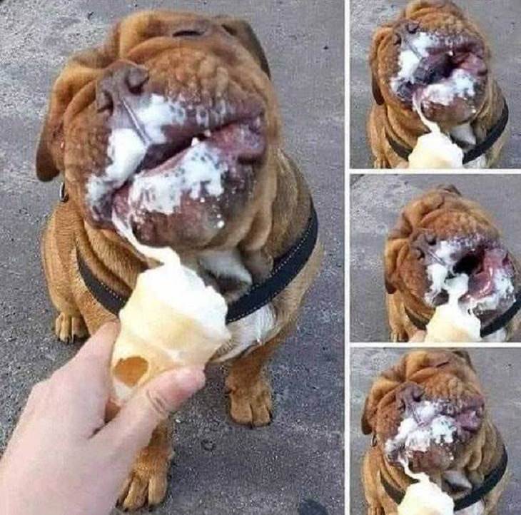 Funny & Cute Animal Pics, ice cream