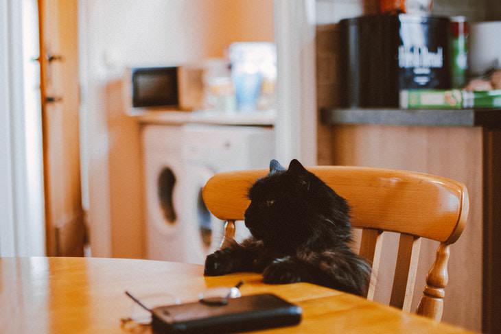 Facts About Black Cats cat sitting at a table