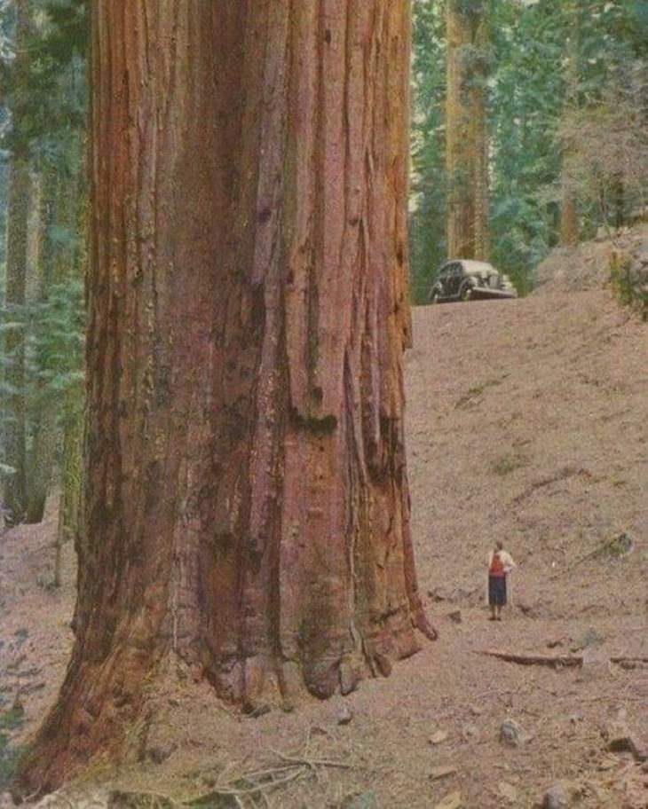 Pics of Massive Things, Redwood Trees
