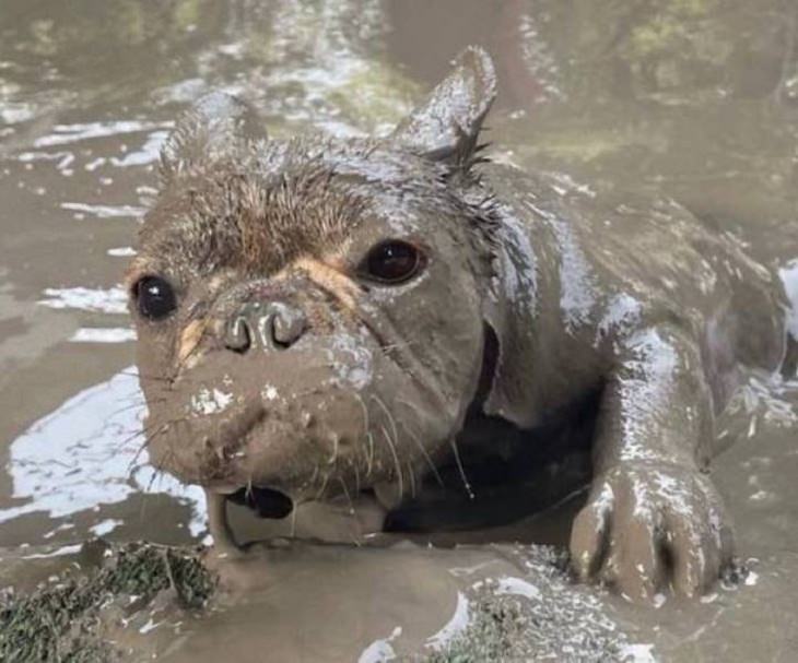 Funny & Cute Animal Pics, dog, mud