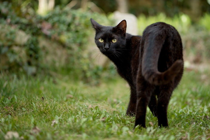 Facts About Black Cats rust in black cats