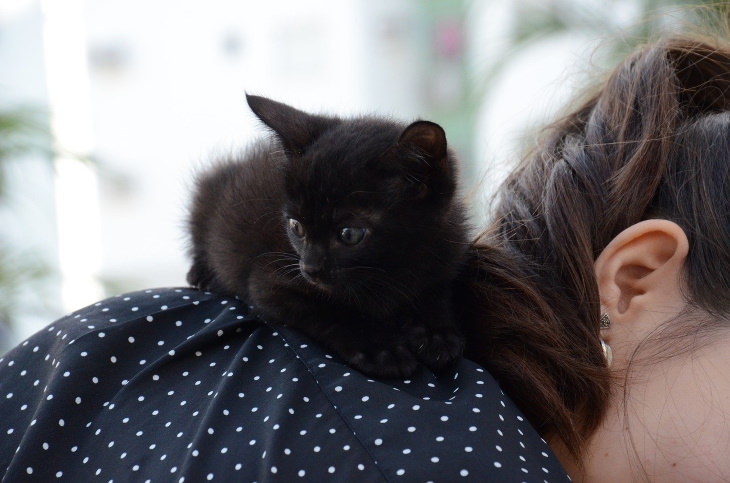 Facts About Black Cats kitten on the shoulder