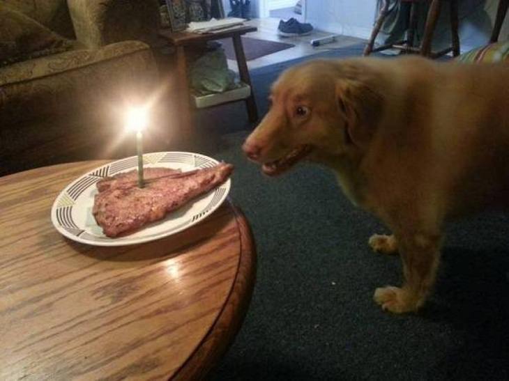 Funny & Cute Animal Pics, dog, birthday