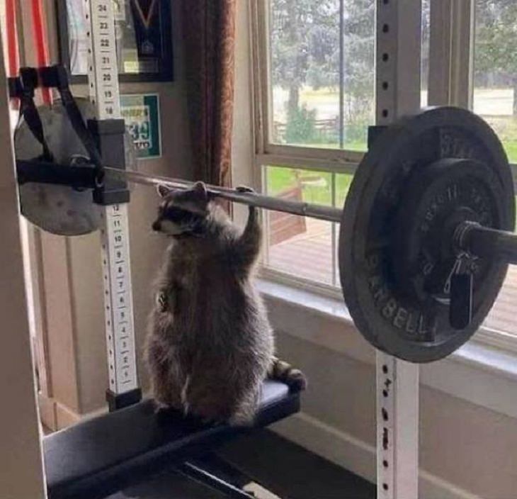 Funny & Cute Animal Pics, racoon