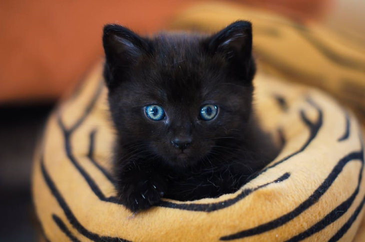 Facts About Black Cats kitten