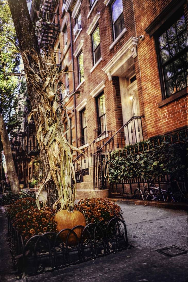 Otoño En Nueva York, árbol con decoración de calabaza