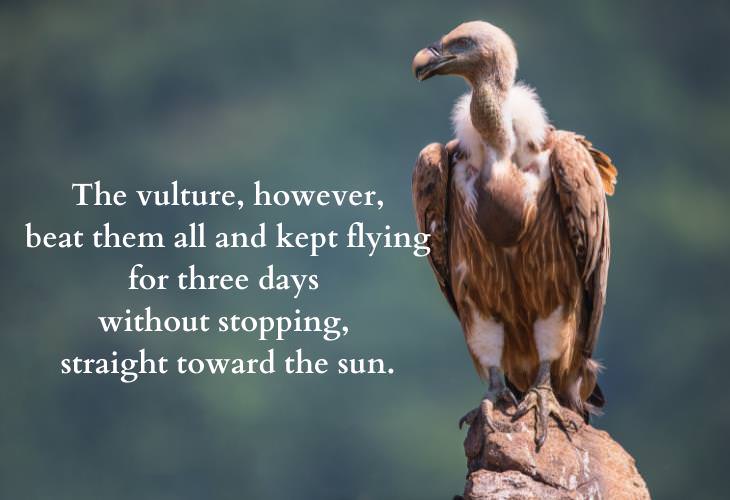 Inspiring African Folktales, vulture