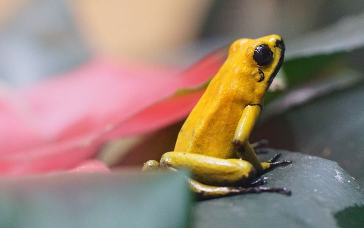 Scary Facts Phyllobates terribili