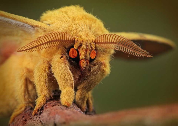 Scary Facts vampire moth
