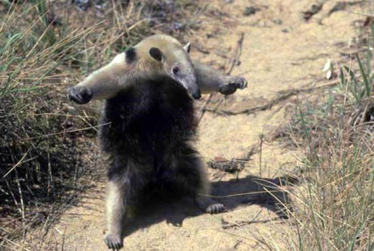 Scary Facts T-Pose of an anteater