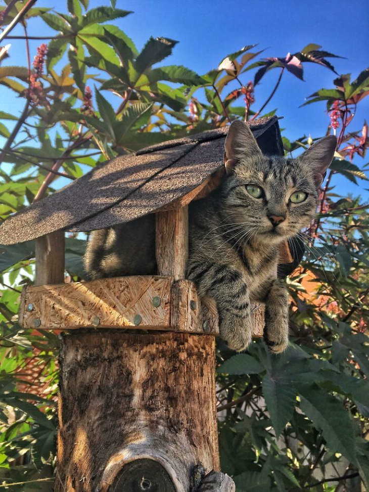 Ninja Cats cat in bird feeder