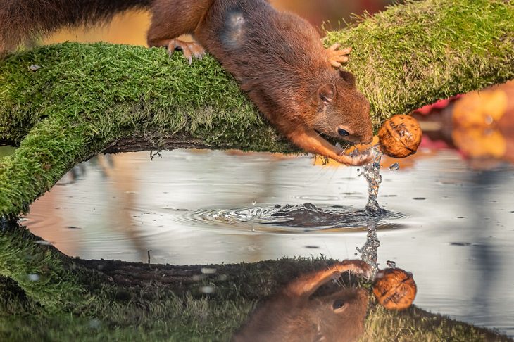 Perfectly Timed Action Shots of Animals, squirrel 