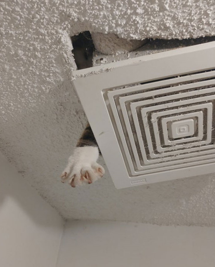Ninja Cats cat stuck in the attic