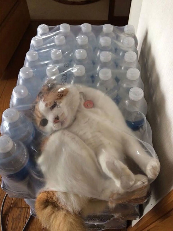 Ninja Cats cat in water bottle package