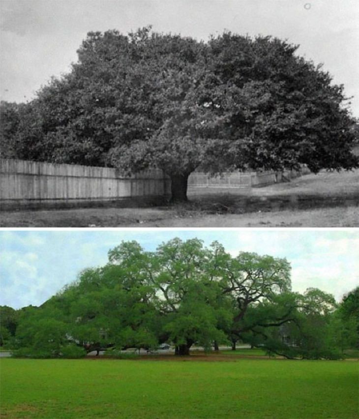 Before & After Pics, The Big Oak