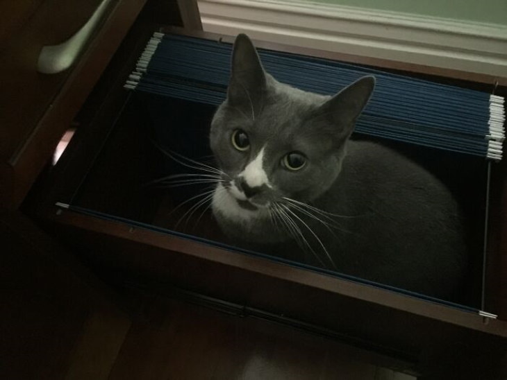 Ninja Cats drawer cat