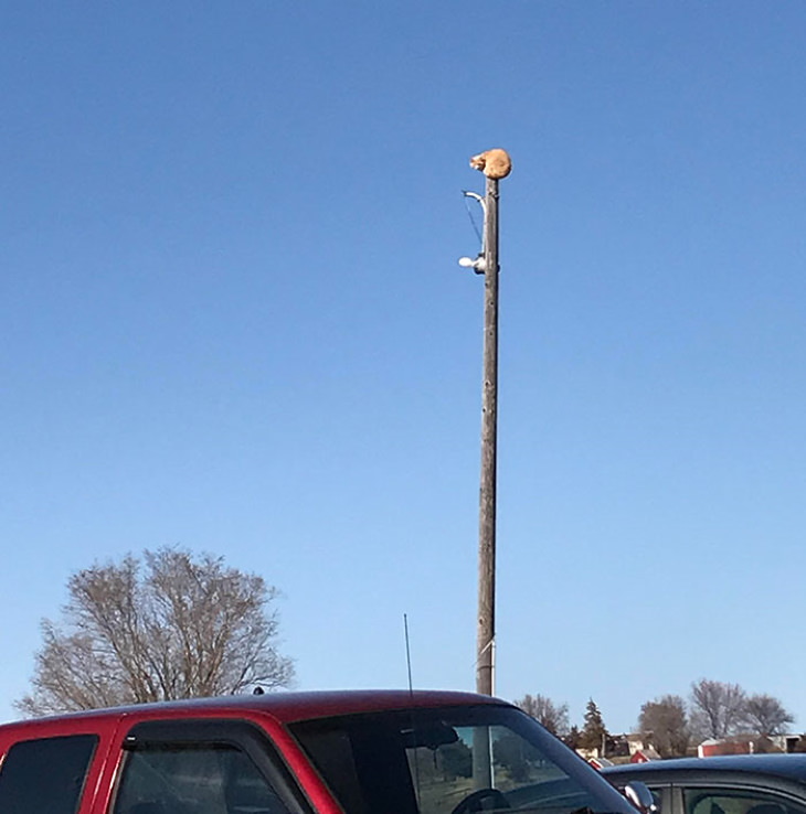 Ninja Cats cat on a telephone pole