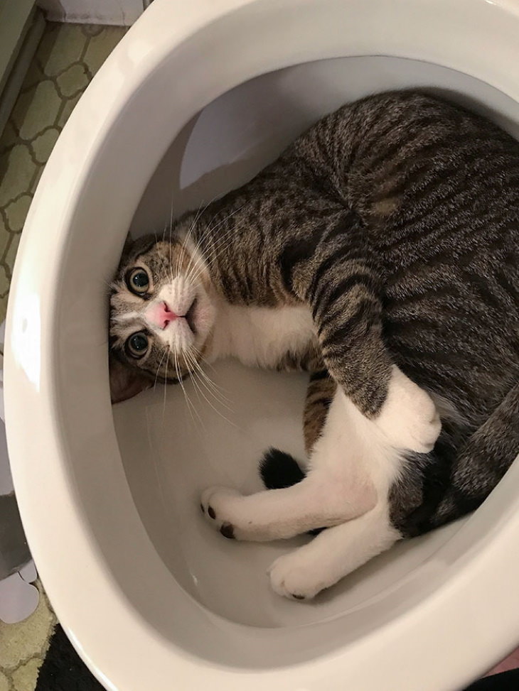 Ninja Cats cat in toilet 