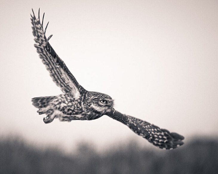 Perfectly Timed Action Shots of Animals, owl