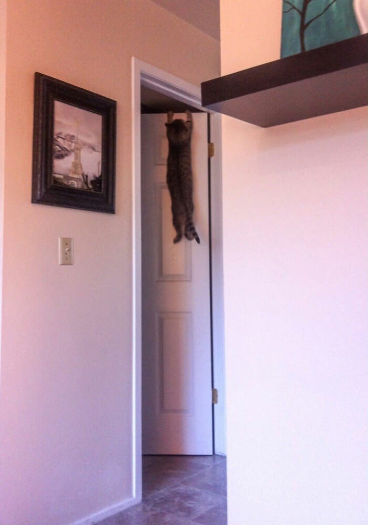 Ninja Cats cat on the door